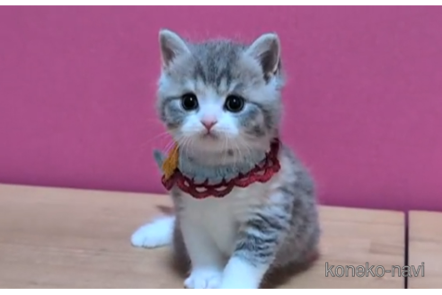 成約済の東京都のスコティッシュフォールド-108540の2枚目